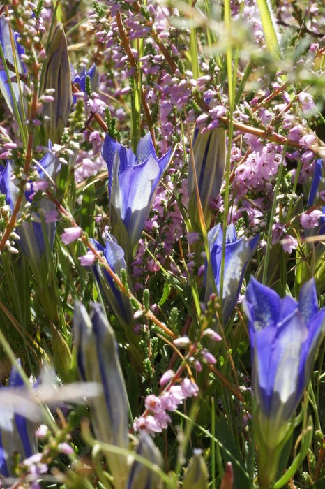 wildflowers