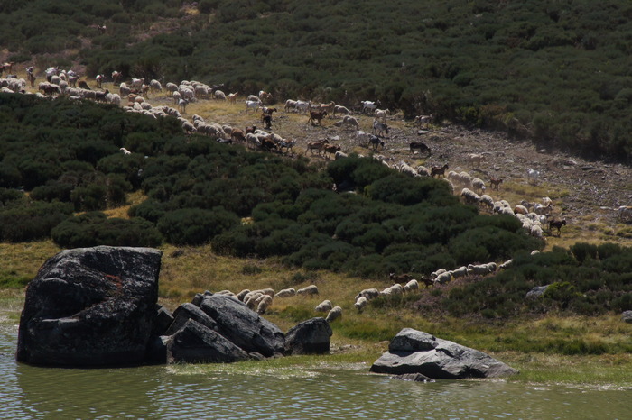sheep and goats at laguna de los pescos