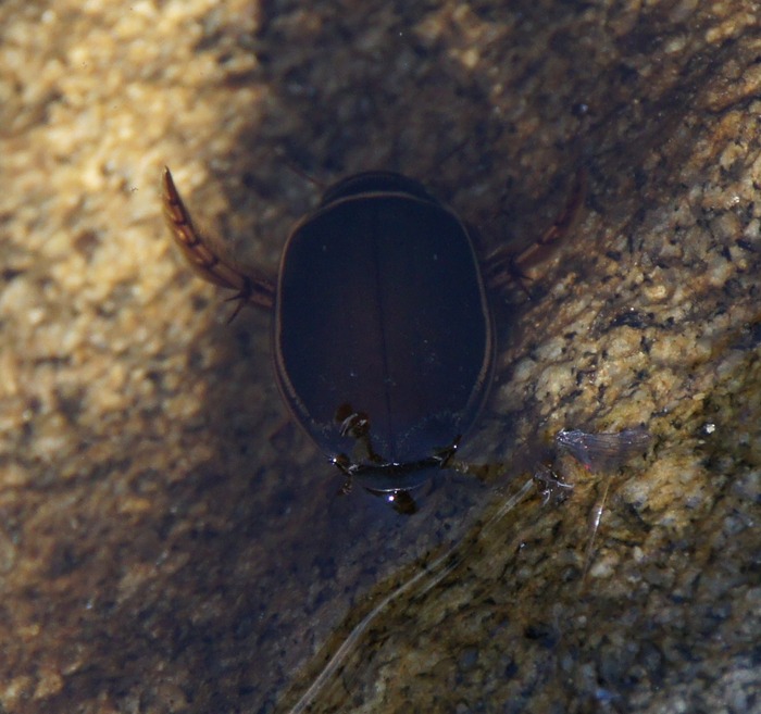 water bug