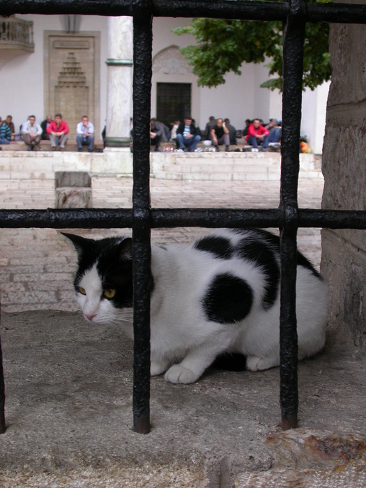 mosque cat