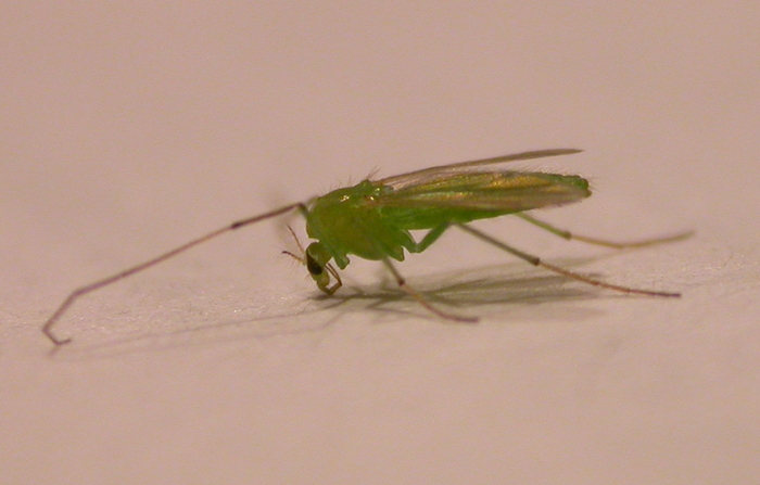 green mosquito