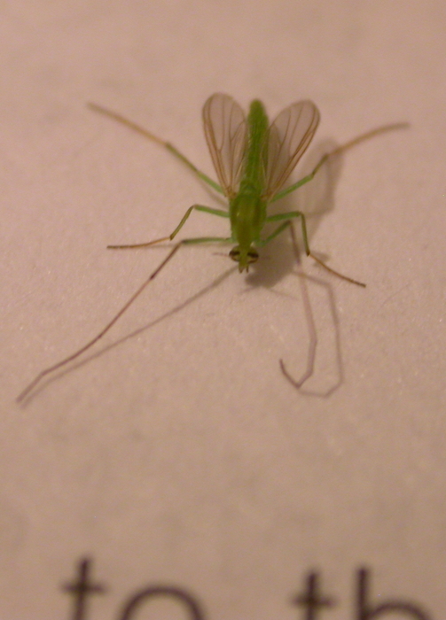 green mosquito