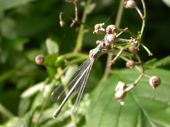 needle fly