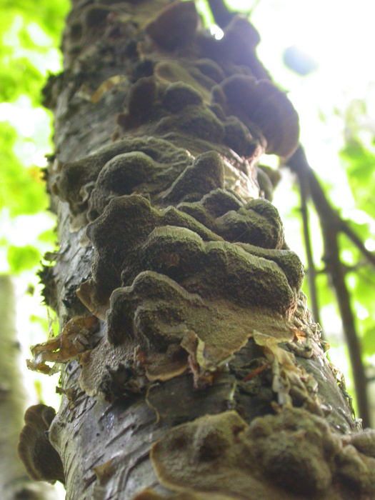 moss on polypores