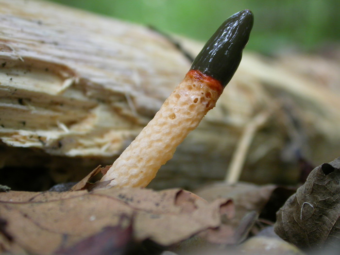 phalloides sp