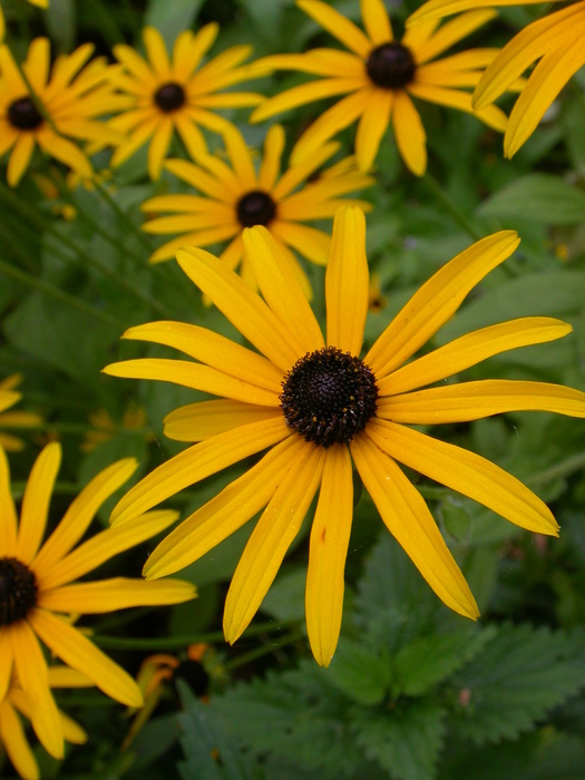 black eyed susan