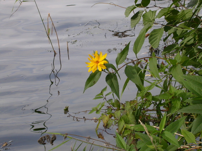 flower over water
