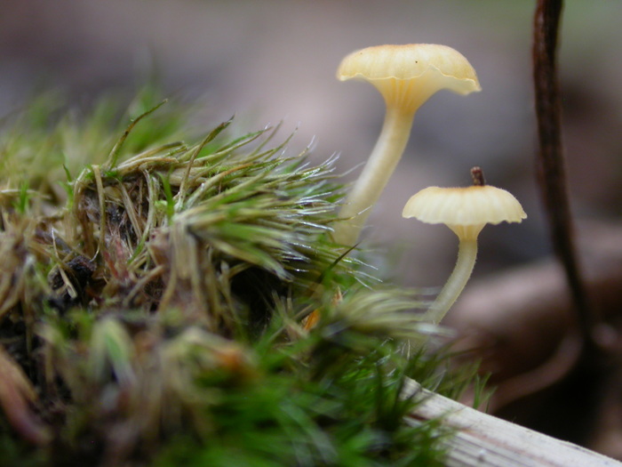 tiny yellow mushrooms