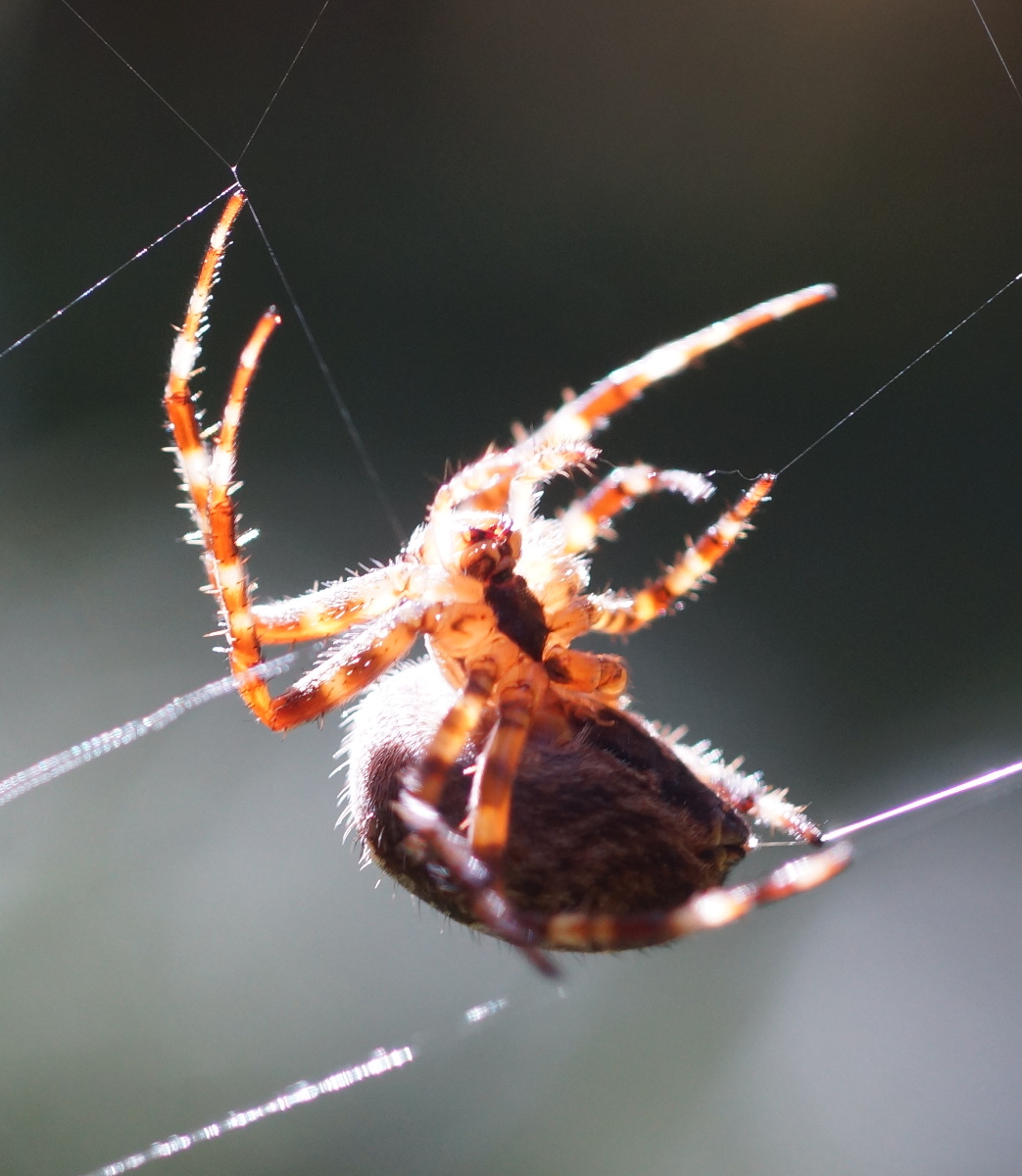 orb weaver Washington