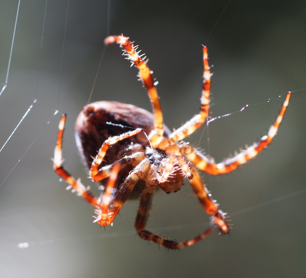 orb weaver Washington