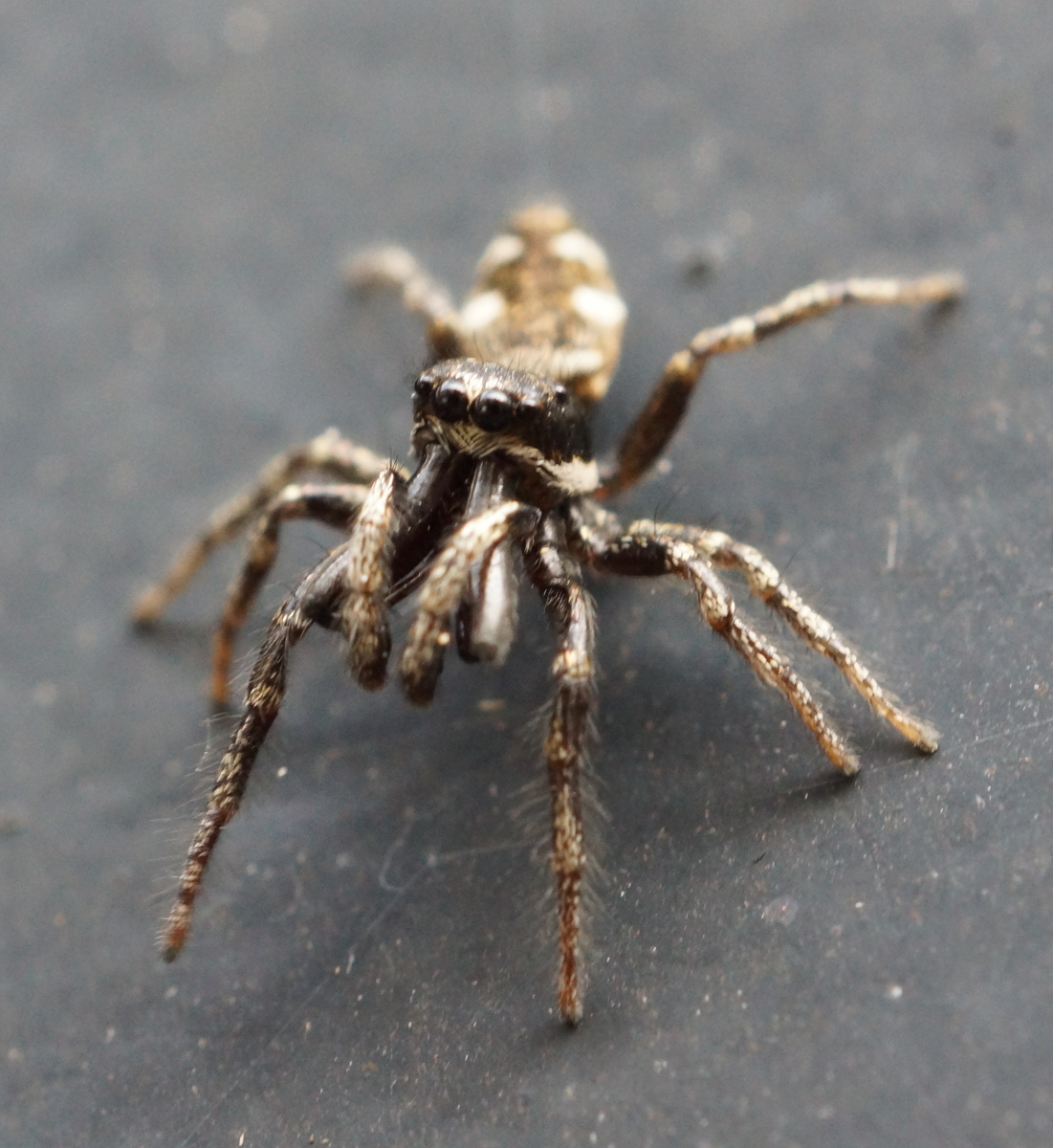 jumping spider