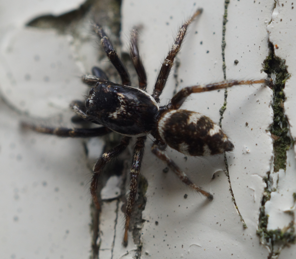 jumping spider