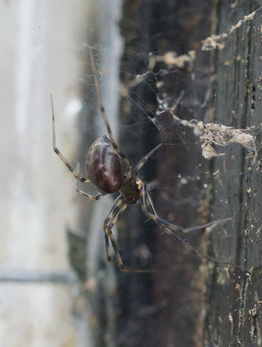 orb weaver