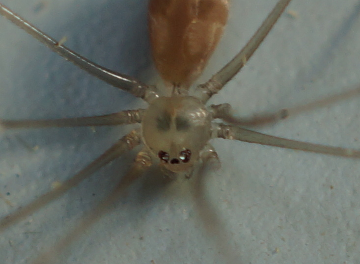 long-legged spider