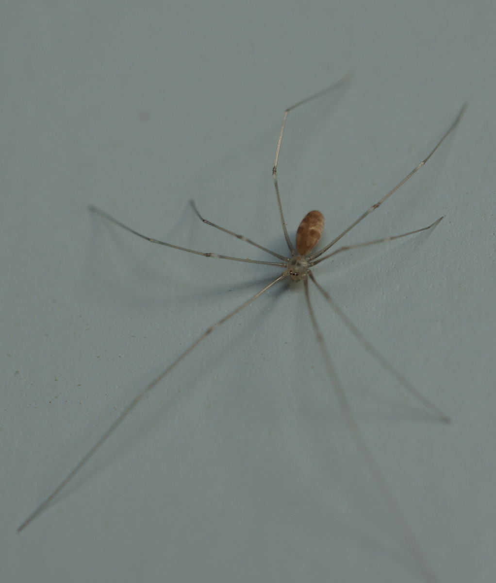 long-legged spider