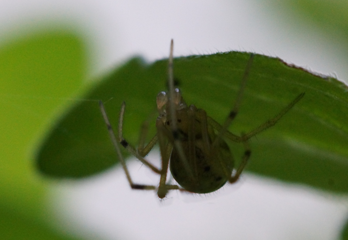 oregano spider