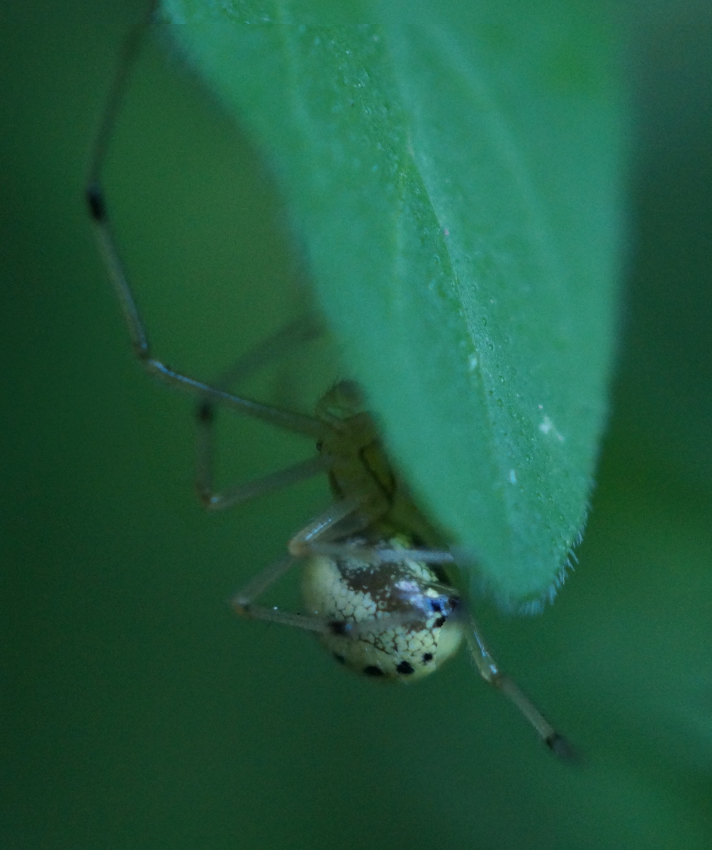 oregano spider