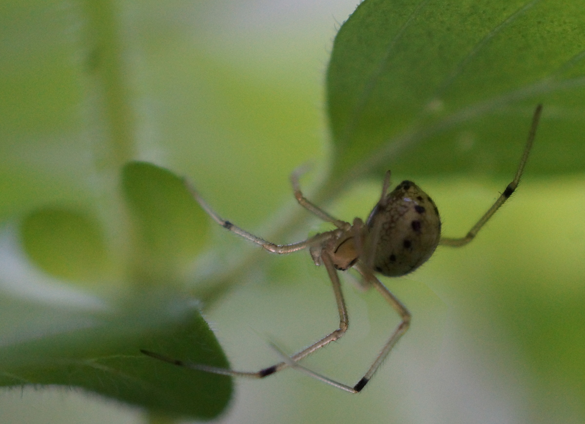 oregano spider