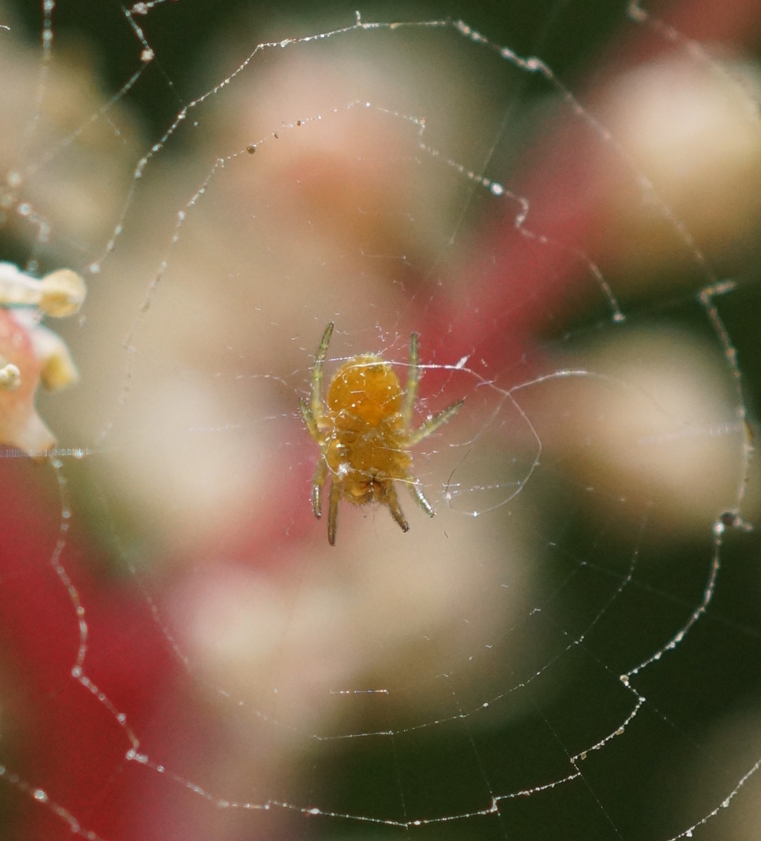 spider in the flowers