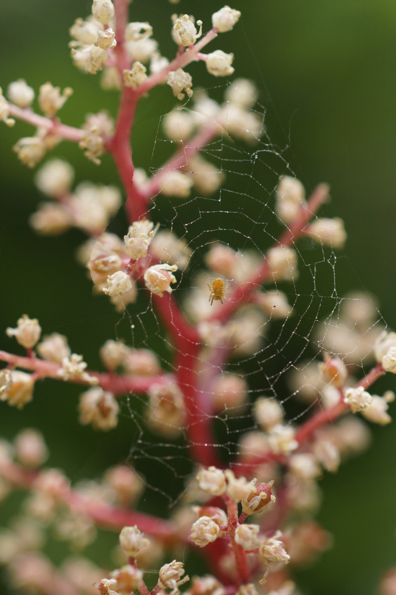 spider in the flowers