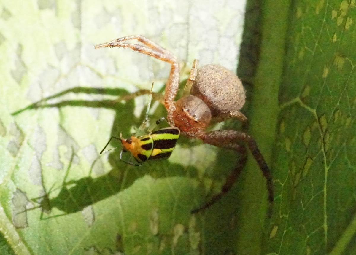 crab spider