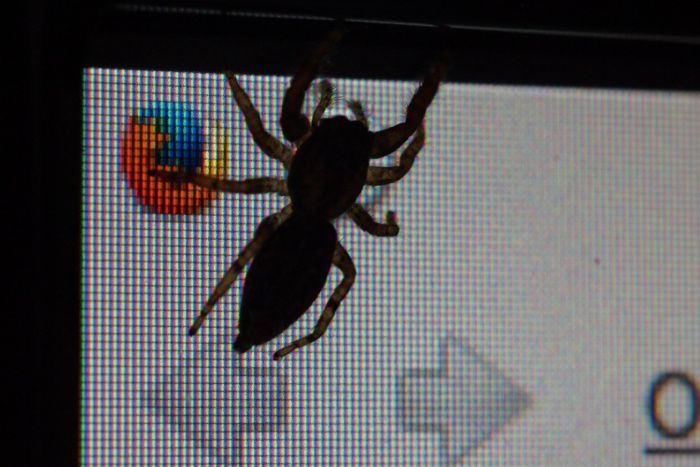 jumping spider on the monitor