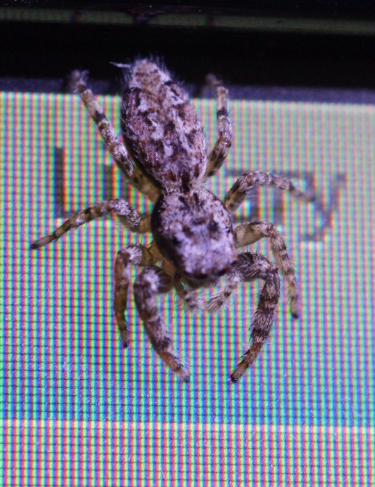 monitor spider