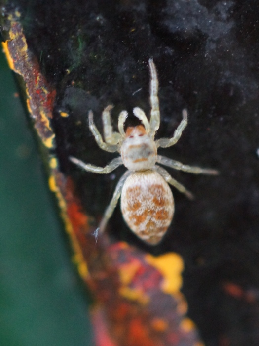 jumping spider