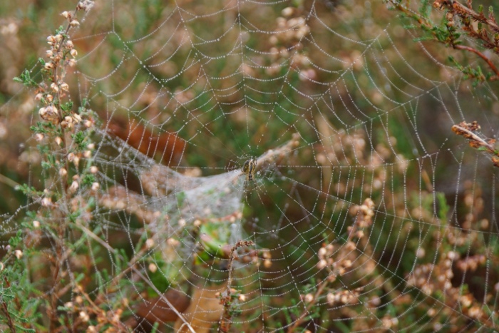 orb weaver mushroom walk