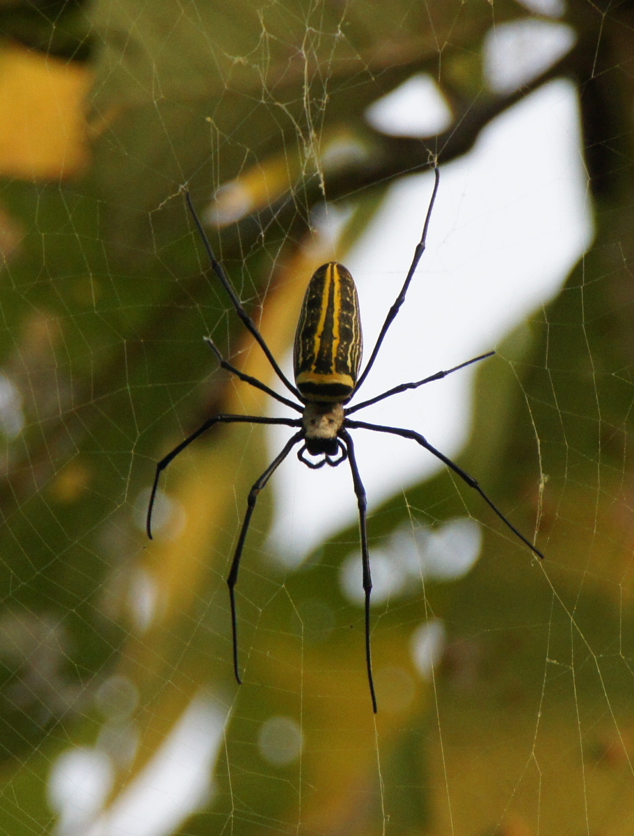 Nephila pilipes