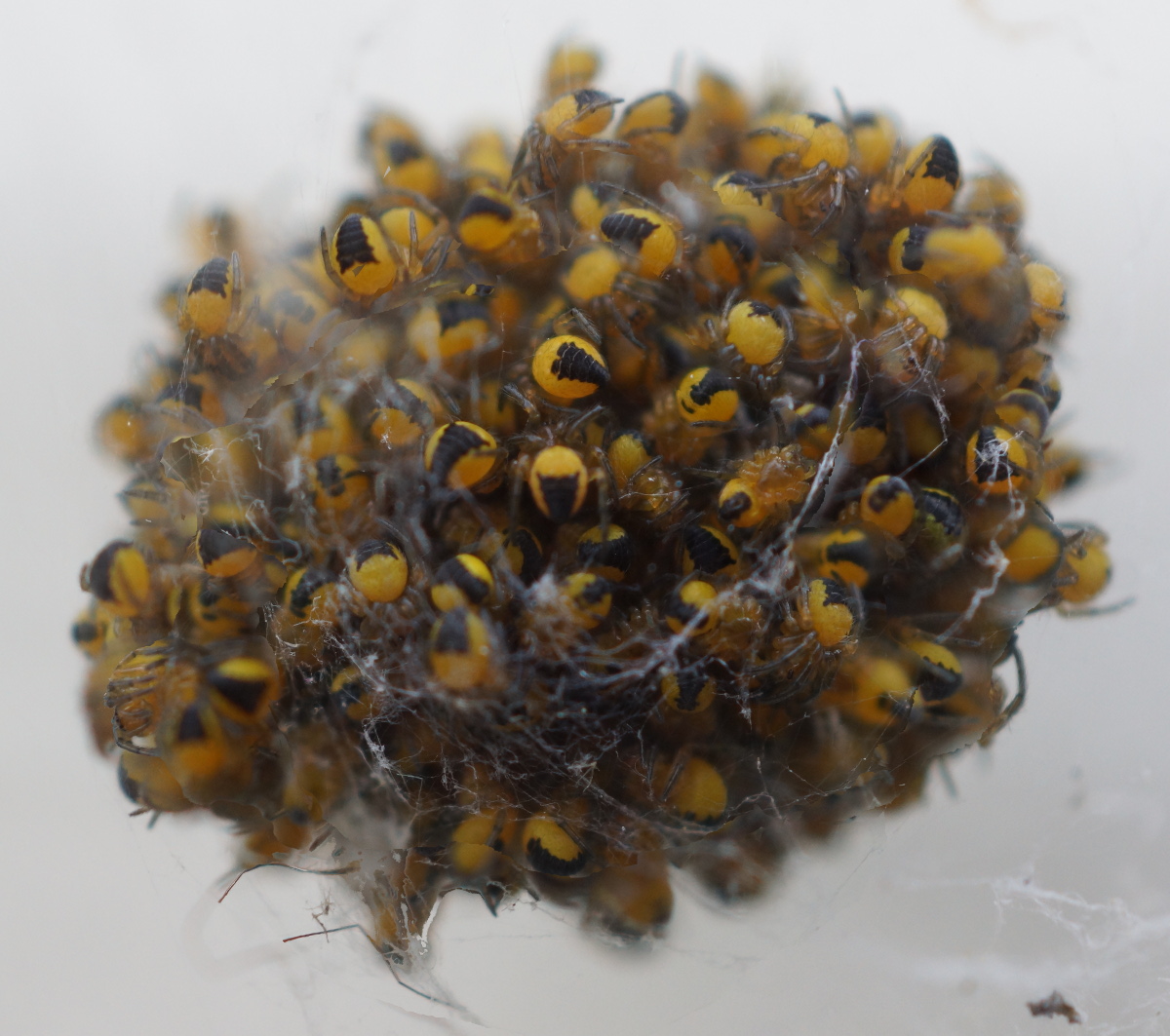 hatching house spiders