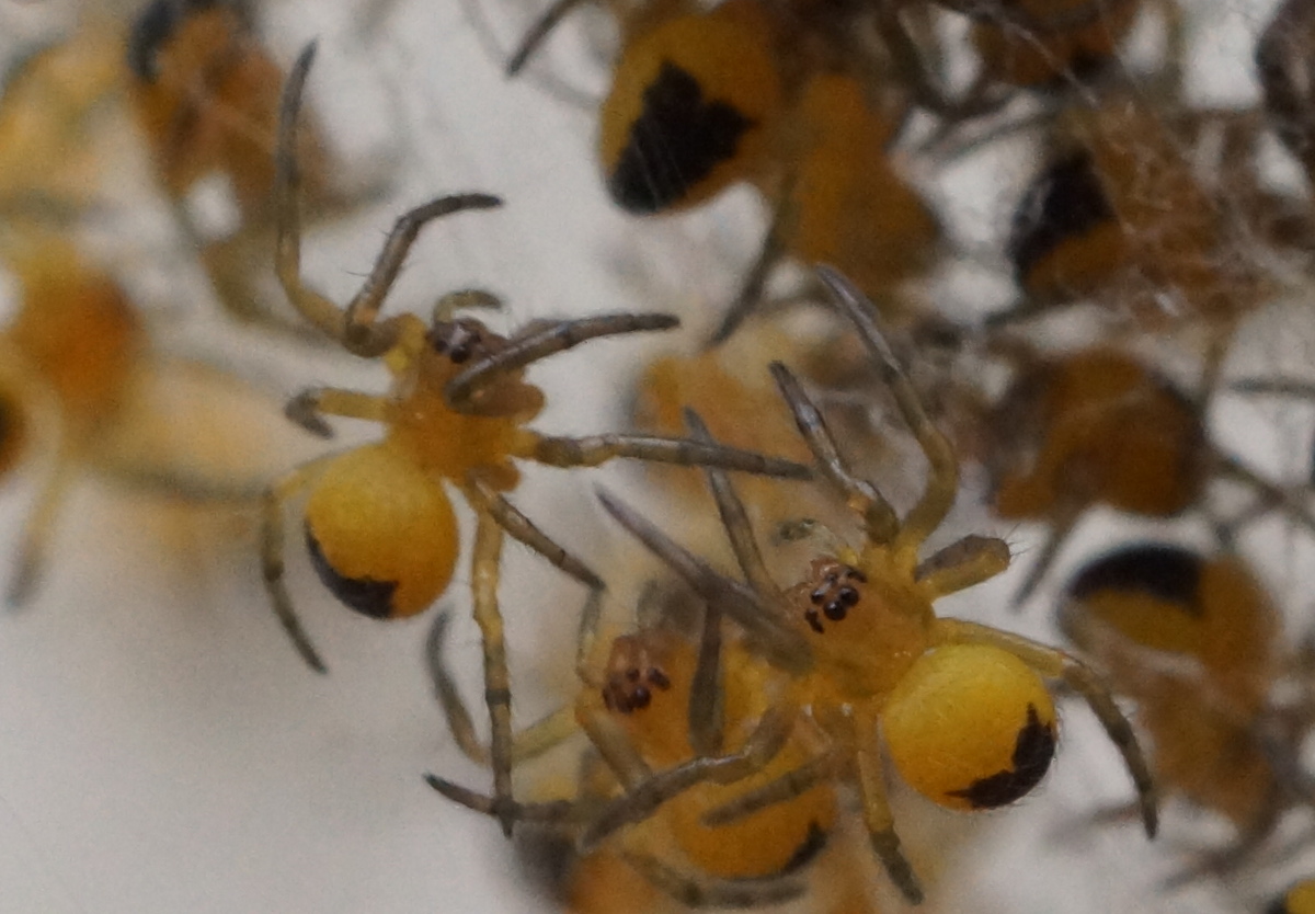 close baby spiders