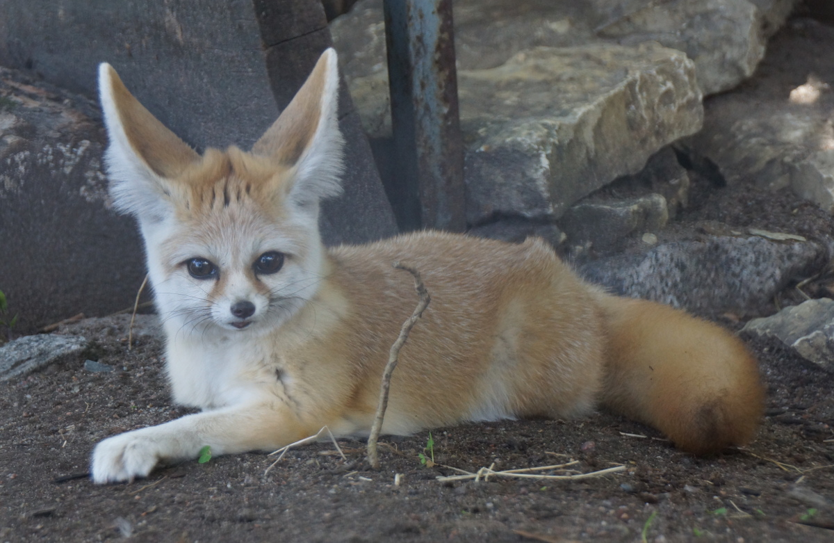 fennec fox at Saint Petersburg zoo
