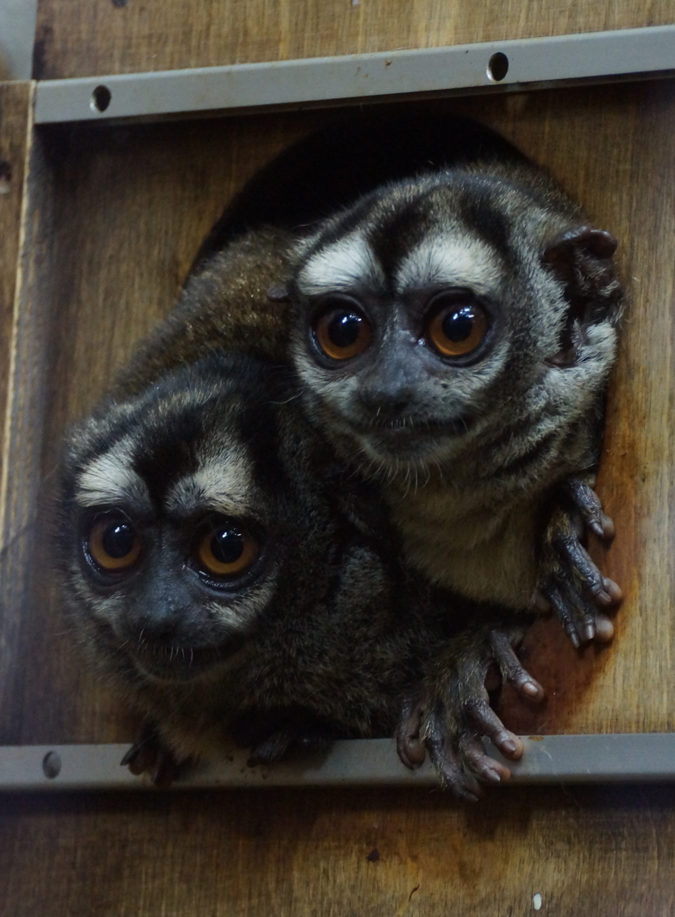 probable lorises