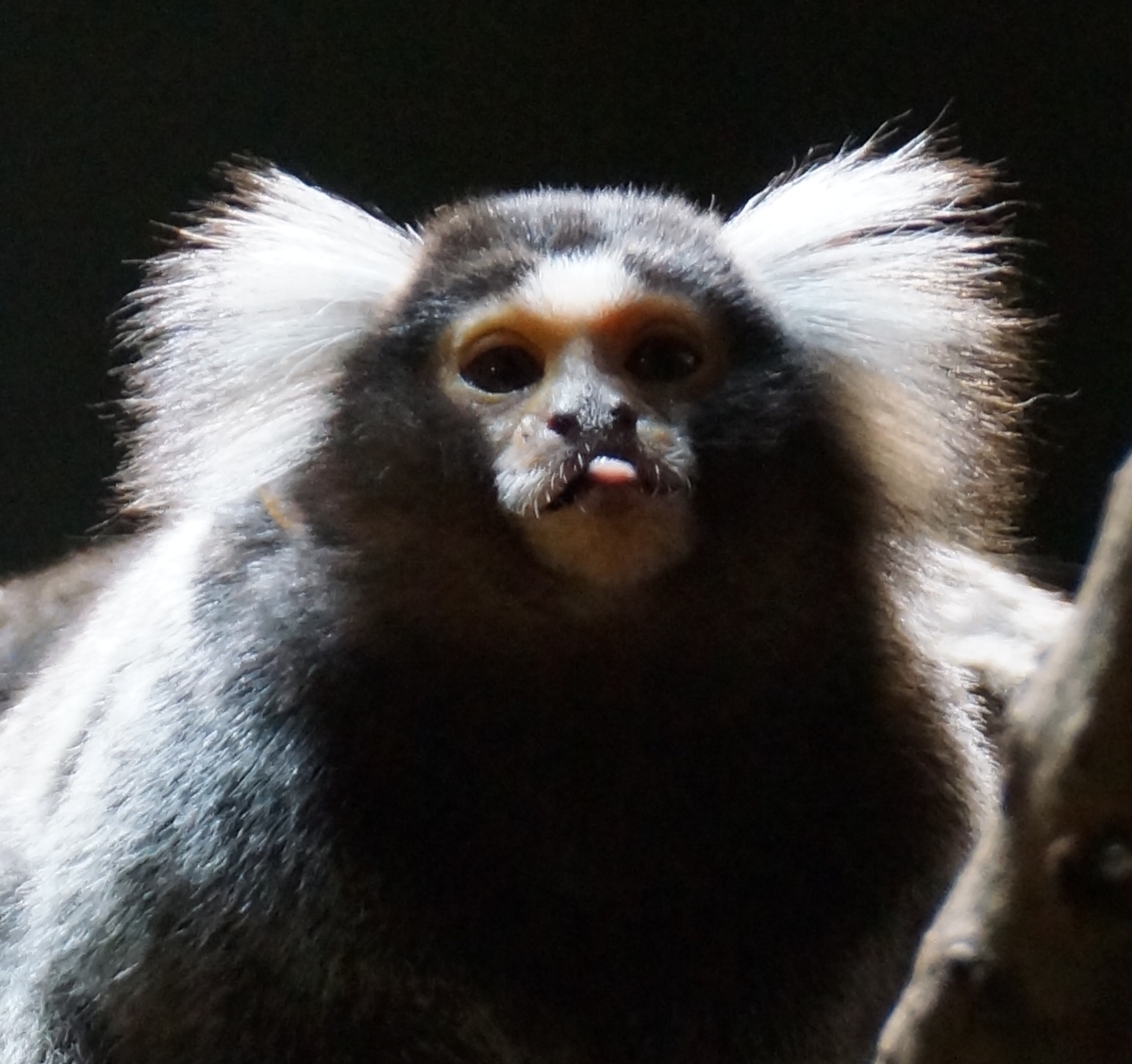 Monkey sticking tongue out