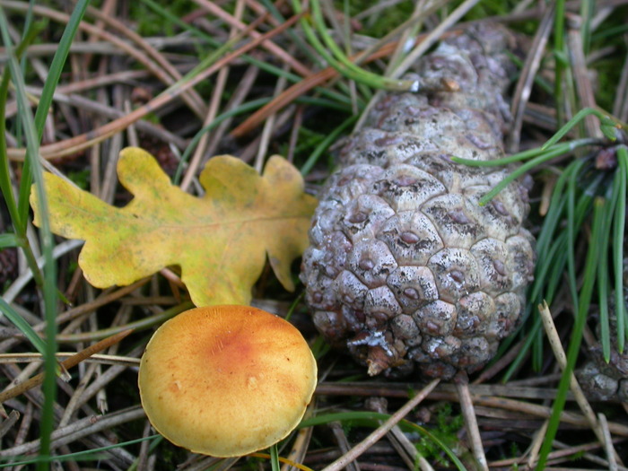 mushroom oak pine