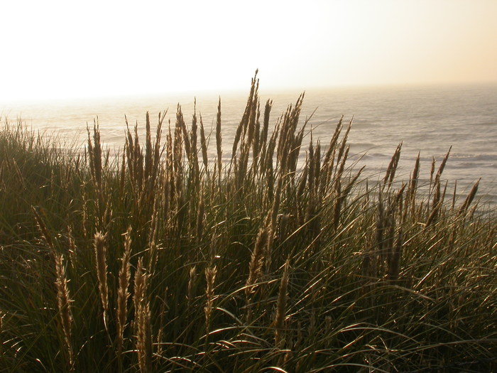 grass on ocean