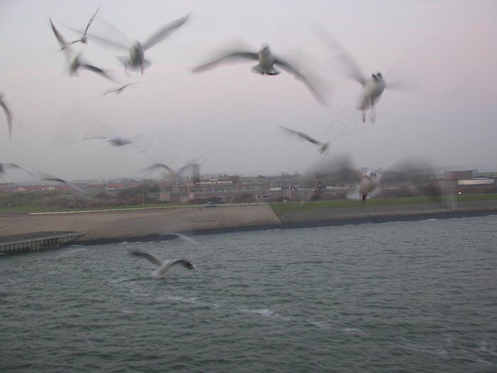 birds and Texel