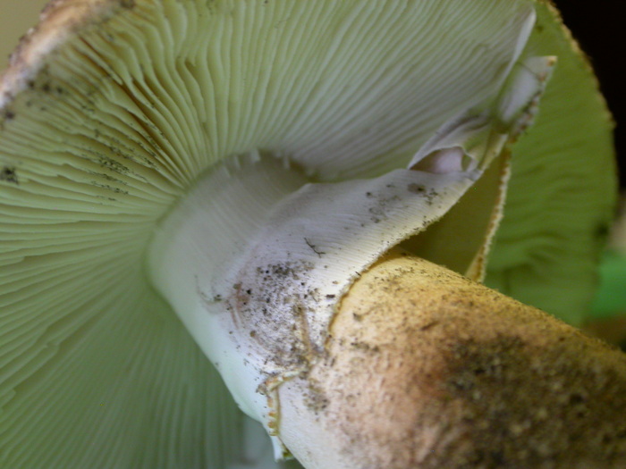 Amanita sp.