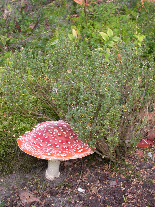 A. muscaria