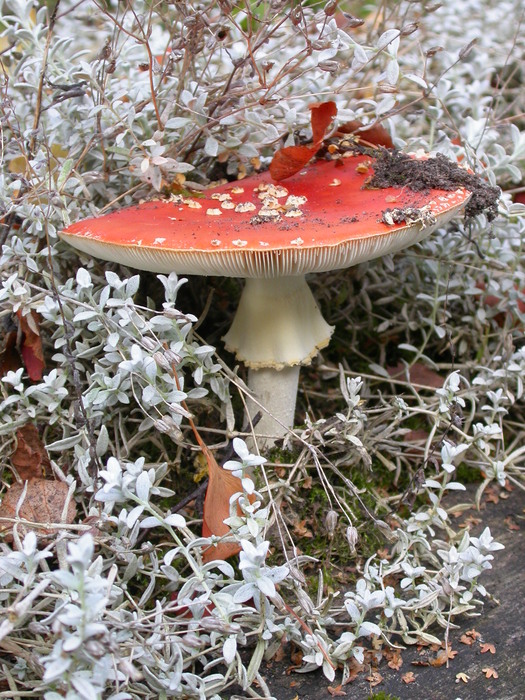 A. muscaria on white