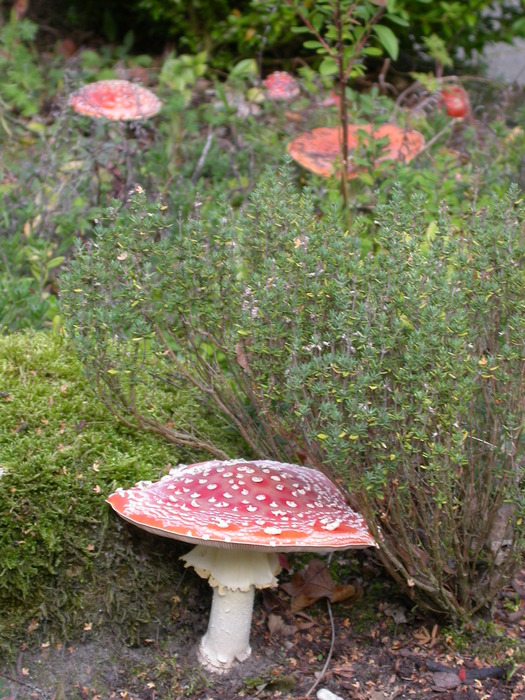 A. muscaria troupe