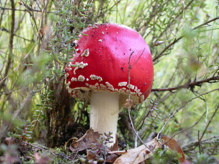 A. muscaria button