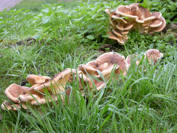 polypores