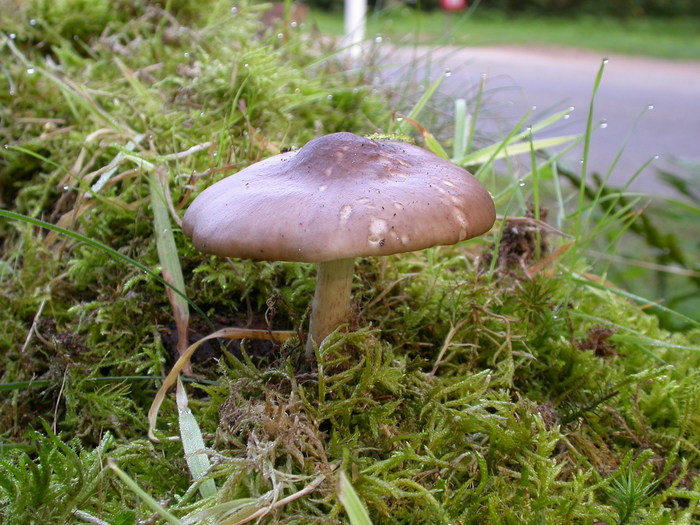 Pluteus?