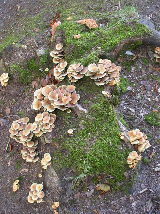 Hypholoma sp.