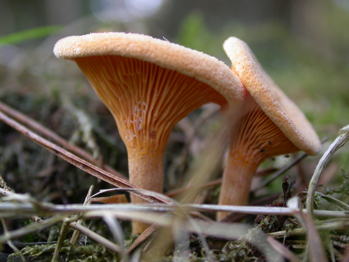 Cantharellus cibarus