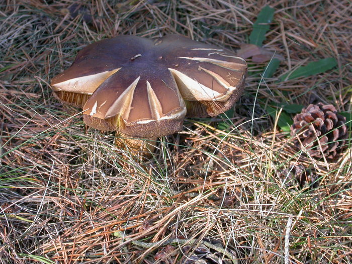 Boletus sp.