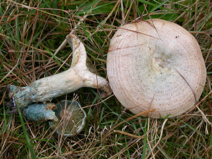 Lactarius sp.