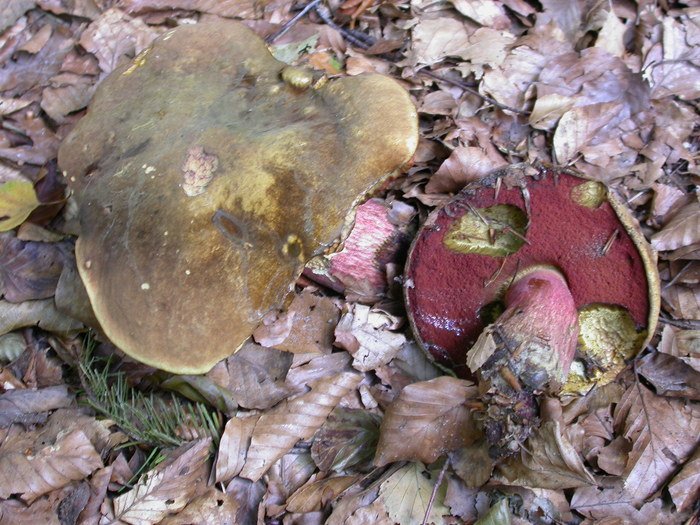 Boletus erythropus